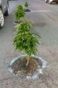 plants growing in a pot hole